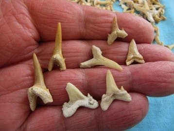 600 stuks haaientanden, inclusief wervels, Dino en meer !!!