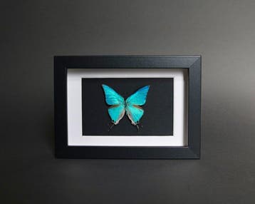 Vlinder Taxidermie volledige montage - Pseudo damo - 10 cm -
