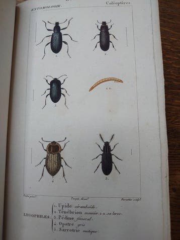 André Marie Duméril. Anselme Gaetan Desmarest. - Zoologie.