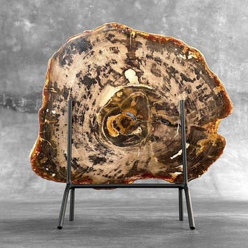 Magnifique tranche de bois pétrifié sur un socle
