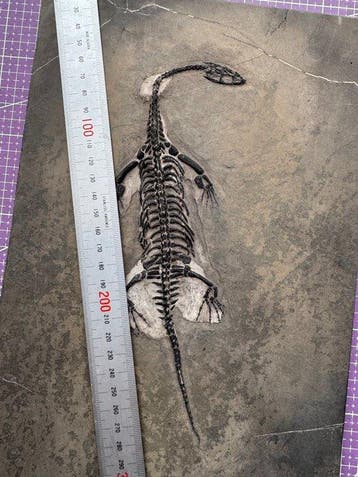Fossiel reptiel: Keichousaurus – zeldzaam getuigenis uit het