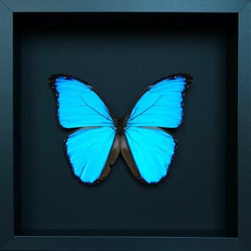 Papillon Support de corps entier pour taxidermie - Morpho