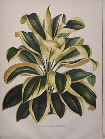Alfred Cogniaux & Élie Marchal - Cordyline Regina,