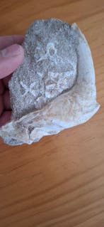 Poisson - Dent fossile - Enchodus - 10 cm (Sans prix de