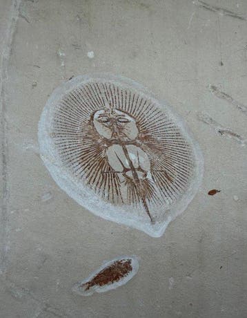 Vis - Gefossiliseerd geleed skelet - Cyclobatis