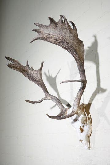 Fallow Buck Trophy Schedel - Dama dama - 45 cm - 70 cm - 57, Nieuw