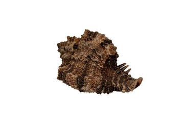 Phyllonotus pomum (100 mm) - WERELDRECORDGROOTTE Categorie -, Verzamelen, Nieuw