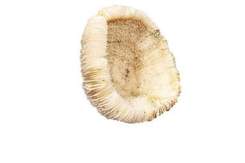 Paddenstoelkoraal op Plexiglas-sokkel Taxidermie wandmontage