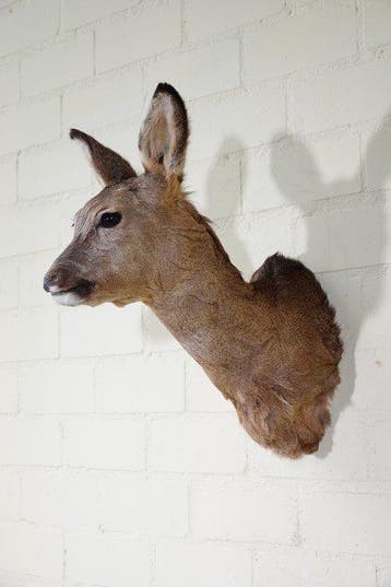 Roebuck trophy Schedel - Capreolus capreolus - 40 cm - 48 cm, Nieuw
