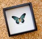 Vlinder Taxidermie volledige montage - Papilio zalmoxis - 27, Antiek en Kunst
