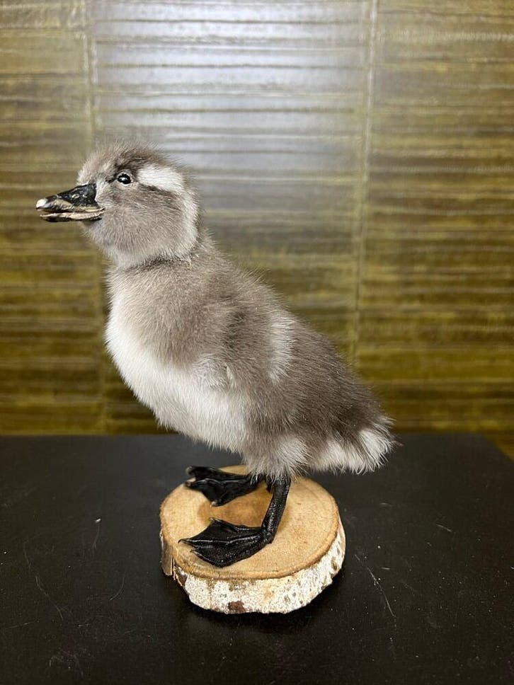 Eend Taxidermie Opgezette Dieren By Max, Verzamelen, Dierenverzamelingen, Opgezet dier, Nieuw, Vogel, Ophalen of Verzenden