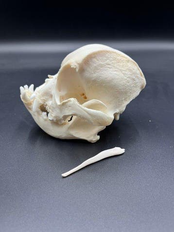 Hond Schedel - Franse bulldog - 0 cm - 0 cm - 0 cm - (1), Collections, Collections Animaux