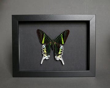 Vlinder Taxidermie volledige montage - Urania leilus - 18 cm