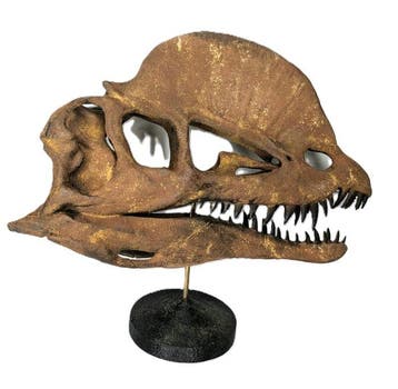 Fossiele schedel - Dilophosaurus - Museum-Grade Replica - 34