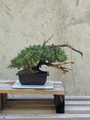 Jeneverbes bonsai (Juniperus) - Hoogte (boom): 29 cm -