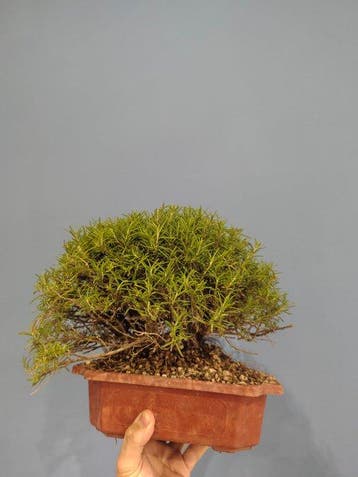 Bonsaï de romarin - Hauteur (arbre) : 24 cm - Profondeur