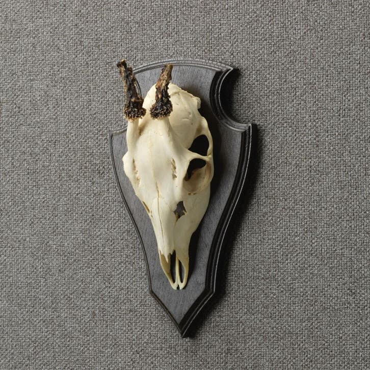 Reebok Schedel Taxidermie Opgezette Dieren By Max, Verzamelen, Dierenverzamelingen, Opgezet dier, Nieuw, Wild dier, Ophalen of Verzenden