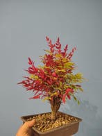 Nandina-bonsai - Hoogte (boom): 30 cm - Diepte (boom): 20 cm