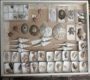 Collection unique de coquillages Coquillage marin -