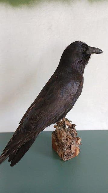 corbeau impérial Support de corps entier pour taxidermie -