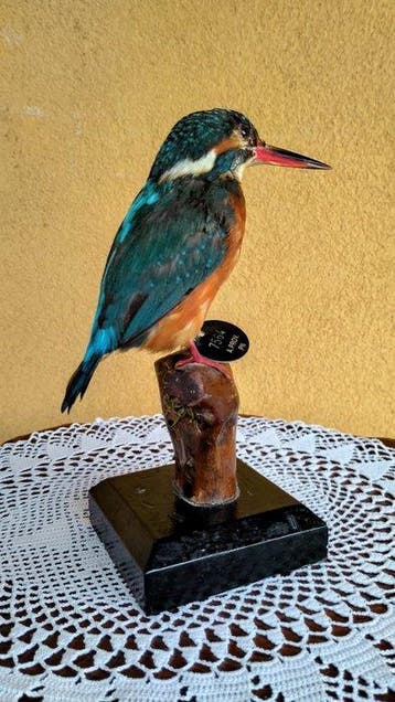 IJsvogel Taxidermie volledige montage - Alcedo atthis - with