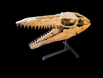 Prachtige gefossiliseerde schedel - Fossiele schedel -, Verzamelen