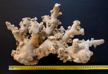Coral kandelaar Koraal - Dendrophyllia ramea