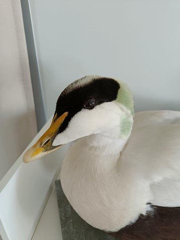 Gewone eidereend Taxidermie volledige montage - Somateria, Verzamelen, Dierenverzamelingen, Nieuw