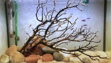 Thai wood yellow 40-55cm aquarium decoratie hout, Dieren en Toebehoren, Verzenden, Nieuw, Plant(en), Steen of Hout