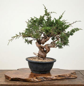 Bonsai van Itoigawa-juniper - Hoogte (boom): 45 cm - Diepte