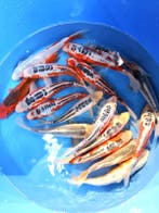 Hirasawa Marusei 24-28cm (Japanse Koi), Ophalen of Verzenden