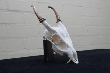 Reeves Muntjac Skull Schedel - Muntiacus reevesi - 26 cm -, Verzamelen, Nieuw