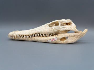 Nijlkrokodil Schedel van een reptiel - Crocodylus niloticus