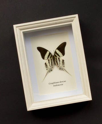 Vlinder Taxidermie volledige montage - Graphium dorcus -, Verzamelen, Nieuw