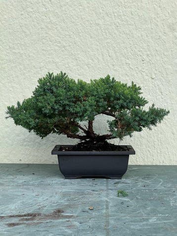 Jeneverbes bonsai (Juniperus) - Hoogte (boom): 18 cm -