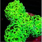 Euphyllia Ancora Ultra Neon Groen M (Ong 8-10 cm)