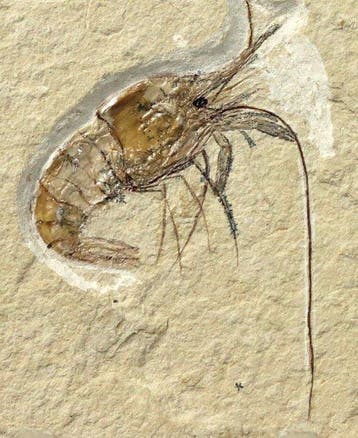 Prachtigste fossiele garnaal op steen - - Gefossiliseerd
