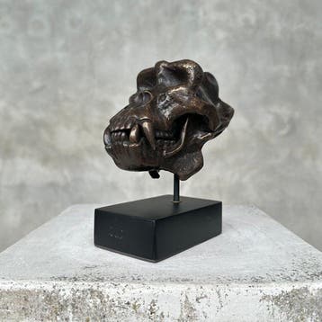 sculptuur, NO RESERVE PRICE - Gorilla Skull Sculpture - 14, Antiek en Kunst