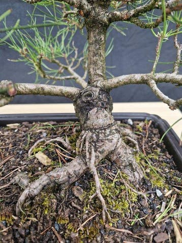 Den bonsai (Pinus) - Hoogte (boom): 30 cm - Diepte (boom):