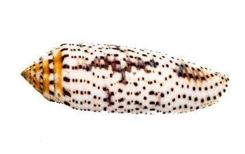 Verzamelaarsrariteit: Conus nussatella GEM Taxidermie