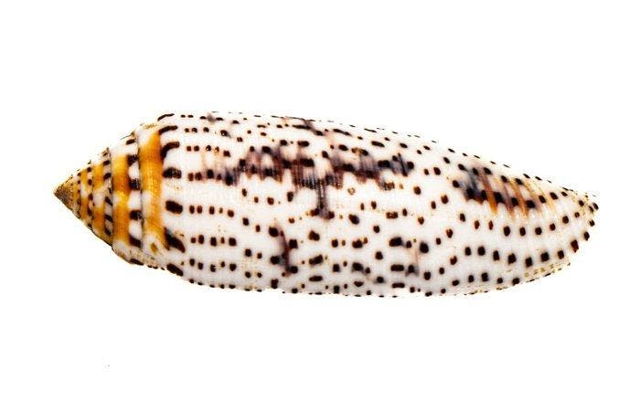 Verzamelaarsrariteit: Conus nussatella GEM Taxidermie, Collections, Collections Animaux