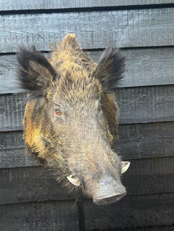 Wild zwijn Taxidermie volledige montage - Sus scrofa - 60 cm