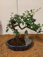 Japanese iep bonsai (Zelkova) - Hoogte (boom): 23 cm -