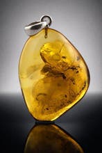 Honingkleurige amberhanger - CADDISFLY met Kleine