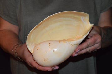 Escargot de mer Coquillage marin - S-603 MELO BRODERIPII, Nieuw