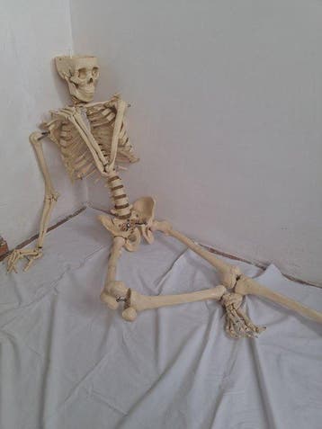 mens Skelet - Homo sapiens - 170 cm - 45 cm - 28 cm, Antiek en Kunst