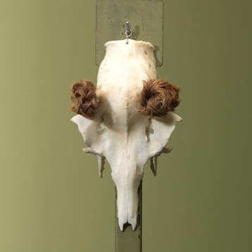 Edelhert Gewei Taxidermie Opgezette Dieren By Max, Ophalen of Verzenden, Nieuw, Wild dier, Opgezet dier