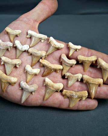 Haai - Fossiele tand - Cretolamna (Zonder minimumprijs), Verzamelen