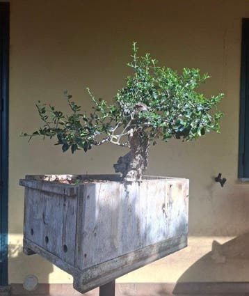 Bonsaï Olivier (Olea europaea) - Hauteur (arbre) : 45 cm -