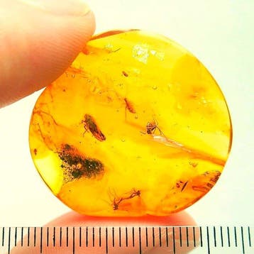 Amber - Barnsteen - Spider - several inclusions, leafhooper,